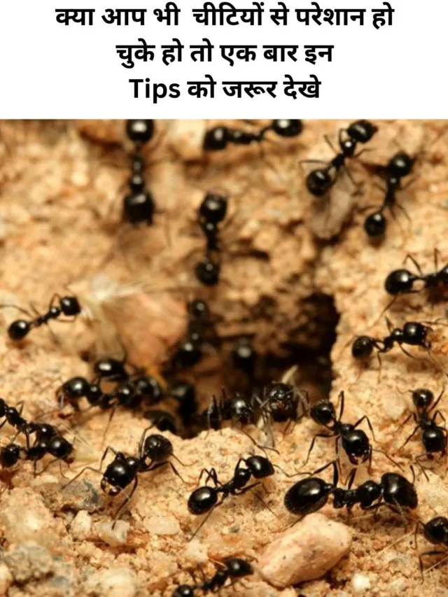 ants tips