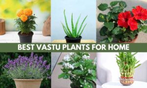 10 best vastu plants for home