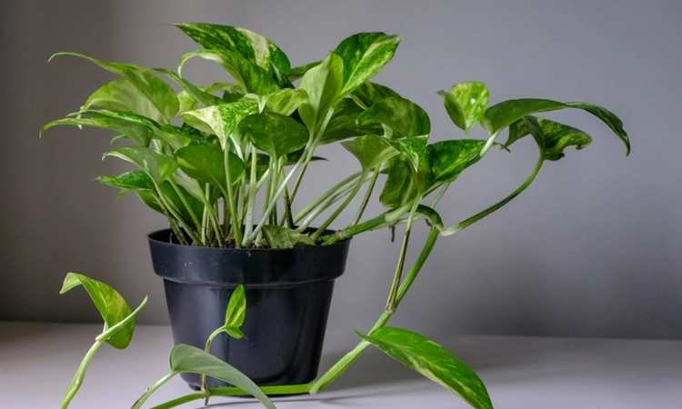 Best Plants For Home as per Vastu 