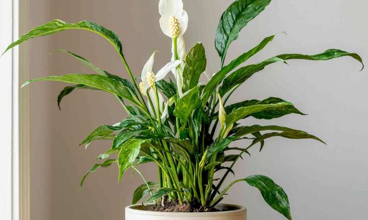 best indoor plants for home as per vastu